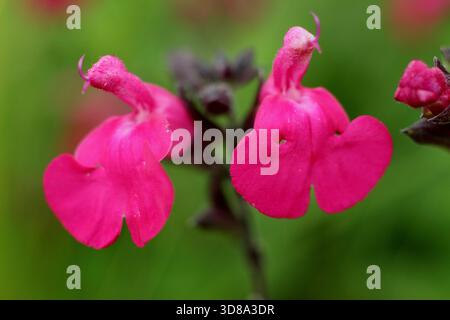 Salvia microphylla 'Cerro Potosí' arbuste aromatique à longue floraison persistante avec des fleurs magenta vibrantes. Plante tolérant la sécheresse Banque D'Images