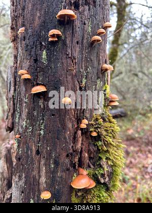 Champignons funéraires poussant sur un arbre dans une forêt de l'Oregon. Banque D'Images