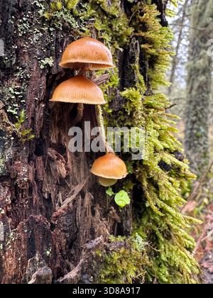 Champignons funéraires poussant sur un arbre dans une forêt de l'Oregon. Banque D'Images