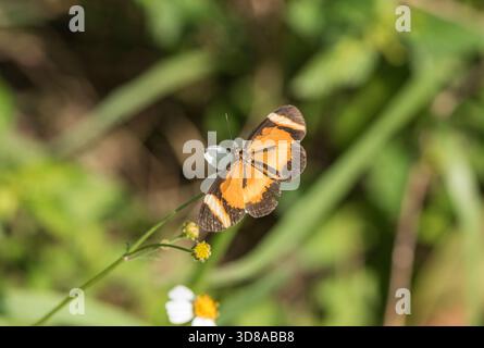 Une forme inhabituelle du papillon Elf, il s'agit de la sous-espèce Microtia elva horni avec de plus grandes zones d'orange dans les ailes que la forme normalement vue Banque D'Images