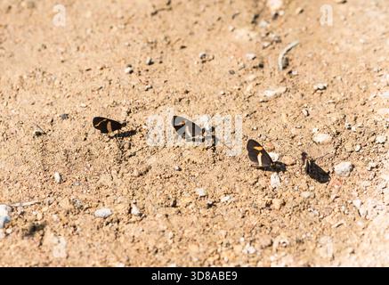 Groupe de 4 Elfe en fleuves de boue (Microtia elva) dans le réservoir de Jalpan, Mexique Banque D'Images