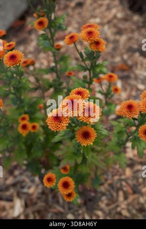 Fleurs d'orange de Chrysanthemum morifolium gros plan Banque D'Images
