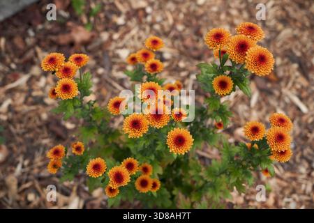 Fleurs d'orange de Chrysanthemum morifolium gros plan Banque D'Images