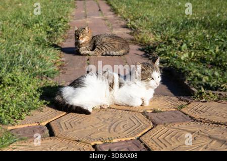 Deux chats domestiques se relaxant sur le chemin ensoleillé du jardin et profitant d'une atmosphère extérieure paisible et chaleureuse Banque D'Images