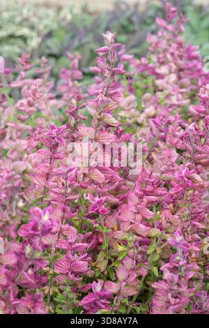 Salvia viridis bouquet mixte, salvia horminum bouquet mixte, de couleurs vives, bractées en forme de pétales dans les tons de rose, Banque D'Images