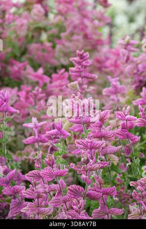 Salvia viridis bouquet mixte, salvia horminum bouquet mixte, de couleurs vives, bractées en forme de pétales dans les tons de rose, Banque D'Images