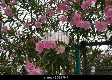Les superbes fleurs de laurier rose créent un affichage vibrant et magnifique de la beauté de la nature en pleine floraison maintenant Banque D'Images