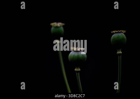 Une collection de photographies d'art noir et blanc capturant des fleurs dans des moments d'abstraction tranquille. Chaque image explore la forme, la texture et le ton — Banque D'Images