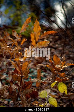 Les feuilles du hêtre commun Banque D'Images