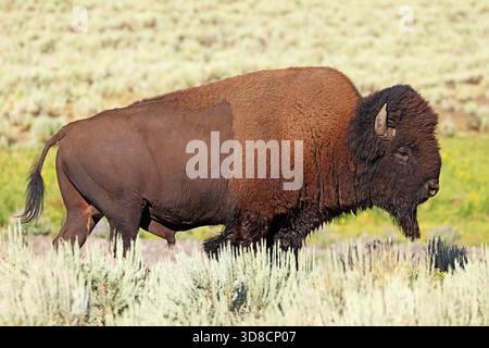 Portrait de bison dans le parc national de Yellowstone, États-Unis Banque D'Images