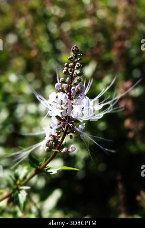 Thé Java ou whiskers de chat (Orthosiphon aristatus) Banque D'Images