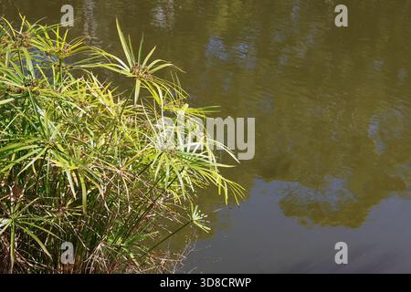 Plante de haie parapluie (Cyperus involucratus) sur le côté d'un lac d'eau Banque D'Images