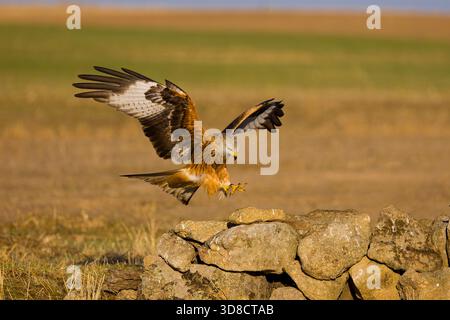 Cerf-volant rouge Milvus milvus, volant adulte, sur le point d'atterrir sur le mur, Tolède, Espagne, novembre Banque D'Images