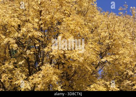 Gros plan de feuilles jaunes d'automne sur un frêne doré Banque D'Images