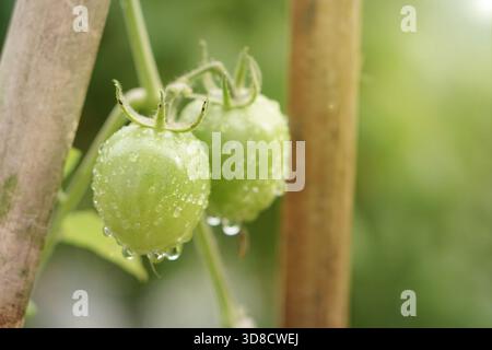 Deux tomates rondes non mûres recouvertes de fortes gouttes de pluie, poussant à côté d'un piquet vertical en bambou utilisé pour le soutien des plantes. Banque D'Images