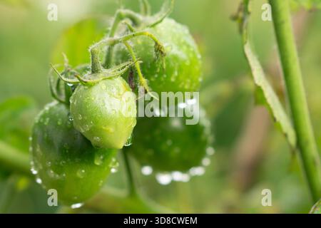 Vue rapprochée d'un groupe de tomates non mûres accrochées à la vigne, fortement recouvertes de gouttelettes de rosée matinale pétillantes. Banque D'Images