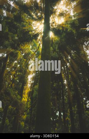 Les rayons du soleil se brisent à travers la canopée de la forêt, calme, magique et disparu en un battement de cœur. Un moment de lumière qui se sent vivant. Banque D'Images