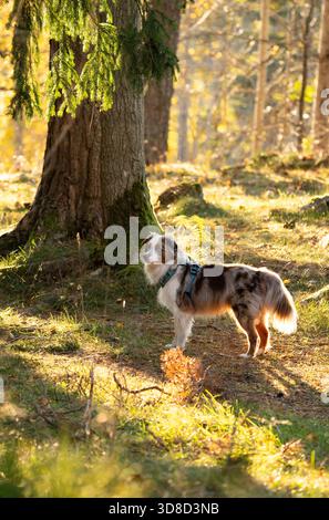 Berger australien miniature (rouge merle) debout dans une forêt verte éclairée par des rayons de soleil dorés Banque D'Images