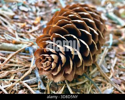 Vue de face rapprochée d'une pomme de pin posée sur le sol, montrant des échelles détaillées, des textures naturelles et un fond brun chaud. Banque D'Images