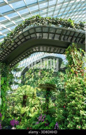 La forêt nuageuse à Gardens by the Bay, Singapour, avec une forêt tropicale verticale luxuriante à l'intérieur d'un dôme de verre futuriste. Banque D'Images