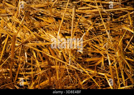 Gros plan d'une balle de foin montrant sa texture. Arrière-plan de la ferme Banque D'Images