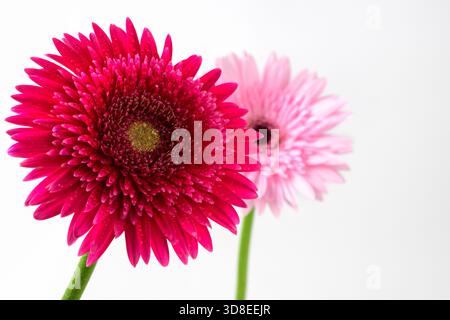 Vibrant rose Gerbera Daisy avec des gouttes de rosée sur des pétales et fleur rose clair Gerbera Marguerite close up isolé sur fond blanc Banque D'Images