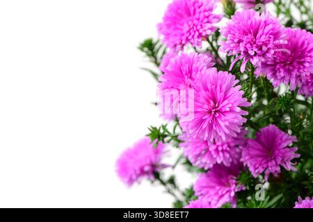 Gros plan de Purple margaret fleur isolé, Purple margaret fleur Blossom, mignonne margaret sur fond blanc Banque D'Images
