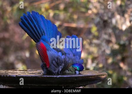 Gros plan d'un turaco à crête violette (Gallirex porphyreolophus) se trempant dans un bain d'oiseaux Banque D'Images
