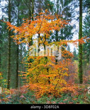 Arbre en automne, feuilles dorées. Banque D'Images