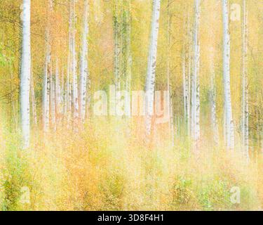 Des feuilles colorées remplissent la forêt de Gunnebo Kulturreservat tandis que les arbres affichent des teintes automnales vives. La scène capture la beauté de la nature en Suède durin Banque D'Images