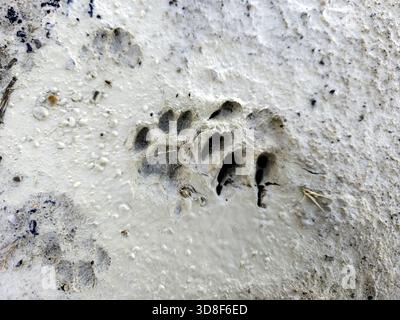 Détail des empreintes de pattes de chat dans la nature Banque D'Images