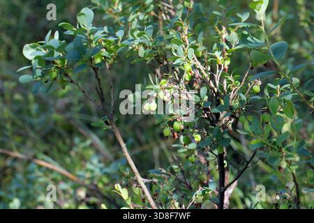 Arbuste au fruit vert de Vaccinium uliginosum (myrtille de tourbière, myrtille de tourbière, myrtille du nord ou myrtille de l'ouest) dans un habitat naturel dans une forêt bo Banque D'Images