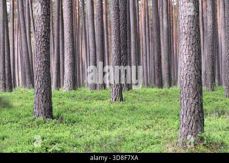Forêt de pins, conifères avec un sous-bois dense de bleuets. Banque D'Images