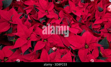 Gros plan de belles fleurs de poinsettia rouge en pleine floraison, fond sans couture. Banque D'Images