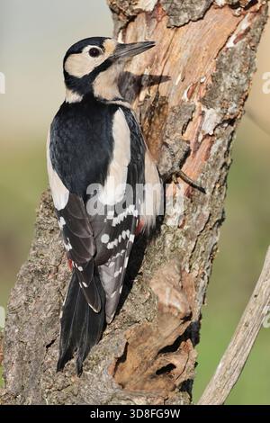 Une femelle grand pic tacheté (Dendrocopus major) dans les Cotswold Hills Gloucestershire Royaume-Uni Banque D'Images
