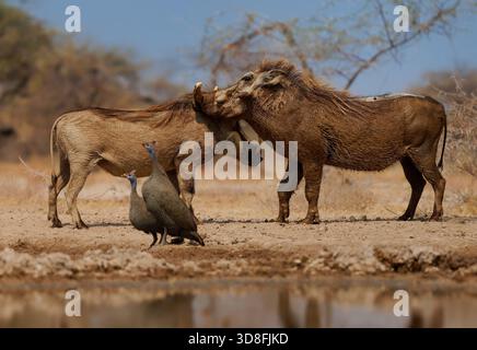 Phacochère commun - Phacochoerus africanus sauvage membre de la famille des porcs Suidae trouvé dans les prairies, la savane et les bois, portrait d'un couple de porcs de phacochère en australie méridionale Banque D'Images