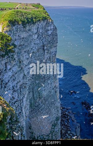 Colonie de gannets nichant sur la face verticale de la falaise avec des oiseaux roulant autour de l'océan à Bempton Cliffs, Yorkshire, Royaume-Uni Banque D'Images