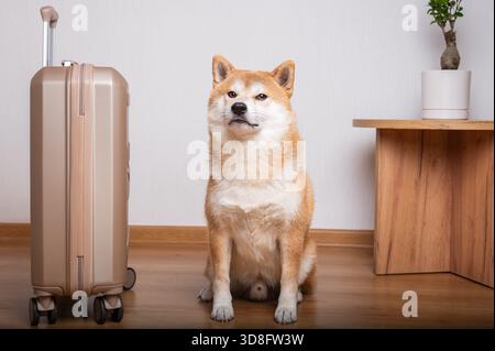 Portrait complet d'un chien Shiba Inu attentif assis calmement sur un plancher de bois, placé juste à côté d'une valise moderne en coque dure. Banque D'Images