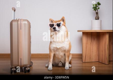 Portrait complet d'un chien Shiba Inu attentif portant des lunettes de soleil roses en forme de cœur assis calmement sur un plancher de bois, placé juste à côté d'un M. Banque D'Images