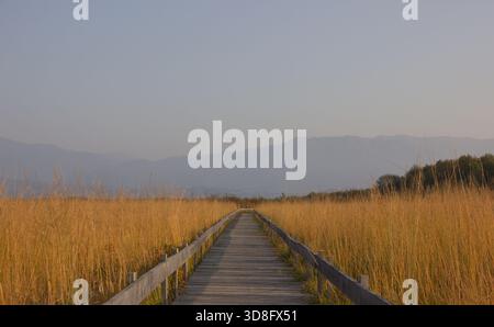 Longue promenade en bois à travers de grands roseaux vers des montagnes lointaines Banque D'Images