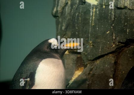 Le pingouin gentoo, le nageur le plus rapide de la famille des pingouins. Banque D'Images