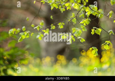 Les feuilles tendres de hêtre (Fagus sylvatica) se déploient sous la douce lumière printanière. Les tons verts et le fond flou symbolisent une beauté de la nature éveillante Banque D'Images