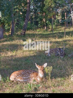Jeune cerf en jachère reposant dans la prairie forestière Banque D'Images