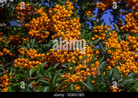 Gros plan d'une grappe d'arbustes pyracantha (pyracantha coccinea), avec des baies orange vif et un fond de feuilles vert foncé. Couleurs d'automne vives et un Banque D'Images