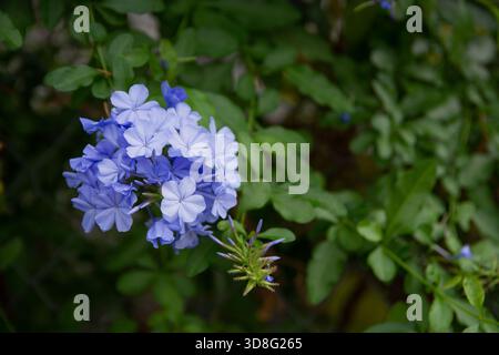 Plumbago auriculata, menthe du Cap, plante, Plumbaginaceae. Plante grimpante. Monténégro, Europe.usines sud-africaines. Banque D'Images