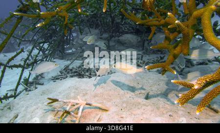 Un groupe de jeunes vivaneaux du drapeau espagnol (Lutjanus carponotatus) s'abrite sous un affleurement corallien dans les eaux tropicales des récifs. Banque D'Images