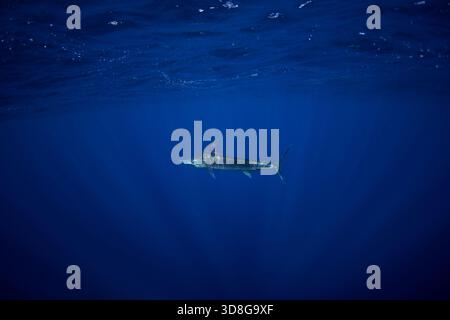 Un makaire rayé chasse un banc de sardines. Une boule d'appât de sardines près de la côte de basse Californie. Le poisson le plus rapide de l'océan. Banque D'Images