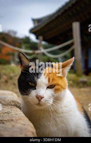 Chat domestique multicolore orange, noir et blanc situé dans un temple en Corée Banque D'Images