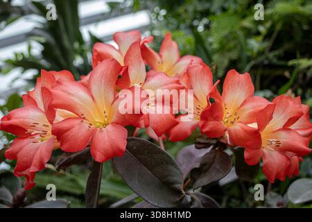 Gros plan de fleurs rouge saumon vif de Rhododendron Vireya contre feuillage vert Banque D'Images