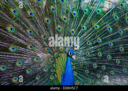 Beau paon. Plumes colorées de paons. Paon avec plumage ouvert. Oiseau tropical. Peacock dans la nature. Gros plan du motif paon. Banque D'Images